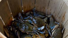 Tunisie: le crabe bleu, prédateur redoutable devenu proie prisée