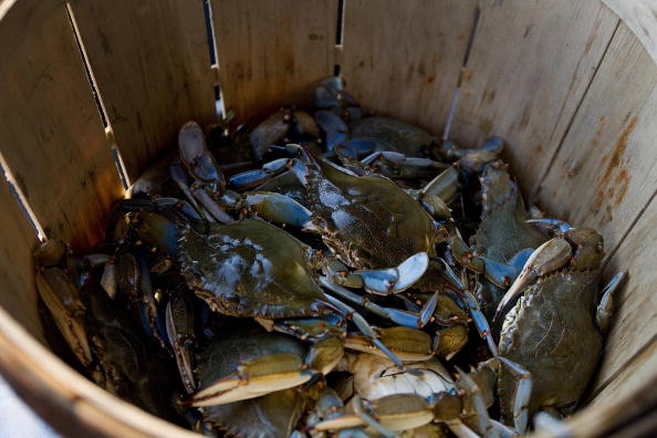 -Photo d’illustration, Le crabe aux pattes bleutées est apparue fin 2014 dans le golfe de Gabès. Photo JIM WATSON / AFP / Getty Images.