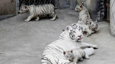 Japon : un gardien de zoo tué par un tigre blanc