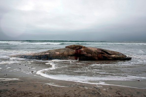 -Photo d'illustration, sur un rorqual échoué sur une plage belge. GUILLERMO ARIAS / AFP / Getty Images.