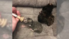 5 minuscules chatons sauvés d’un incendie de maison se blottissent confortablement, maintenant qu’ils ont été ramenés à la vie