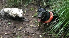 Première mission solo pour ce chien renifleur de sauvetage : il retrouve un chien disparu et coincé dans la boue depuis 40 heures