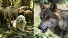 Drôme : un loup tué par des chiens de bergers dans la Réserve des Hauts-Plateaux du Vercors