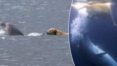 Un chien et un dauphin forment une amitié improbable et nagent ensemble pendant des heures