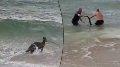 Un kangourou sauvé de la noyade par des policiers de Rosebud en Australie