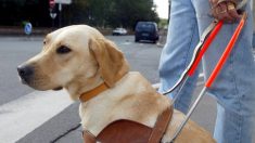 Un chauffeur de taxi refuse de prendre un mal-voyant et son chien-guide