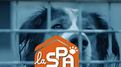 « Portes ouvertes » à la SPA le week-end du 6 et 7 octobre : 6 000 animaux à adopter