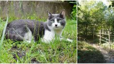 Limoges : il massacre un chat à coup de pieds dans un parc – ce qu’il fait ensuite est abominable