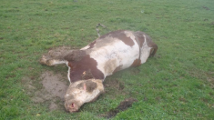 Vaches maltraitées : sans doute un nouveau cas dans le Doubs