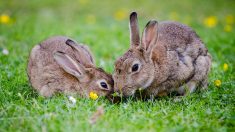 Bretagne : un tueur en série de lapins sévit depuis plusieurs mois, la gendarmerie lance un appel à témoins