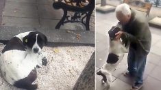 Un homme a perdu son chien il y a 3 ans – voyez leur touchante vidéo de retrouvailles