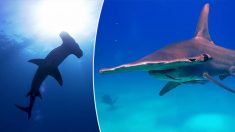 Des plongeurs pénètrent dans les eaux infestées de requins à la recherche de l’insaisissable grand requin-marteau