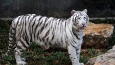Un rare tigre blanc tue un gardien de zoo au Japon – la famille du gardien prend la parole