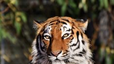 Reprise de la vente par la Chine des os de tigres et de cornes de rhinocéros… des espèces en danger d’extinction