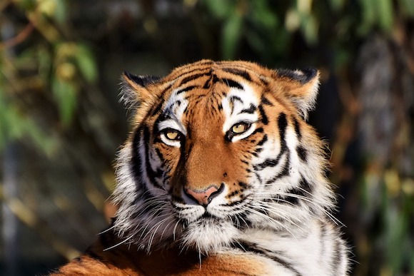 La Chine a annoncé la reprise limitée du commerce de produits issus du tigre et du rhinocéros. (Photo Pixabay)