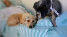 Deux chiens loyaux passent des semaines devant un hôpital, espérant revoir leur propriétaire