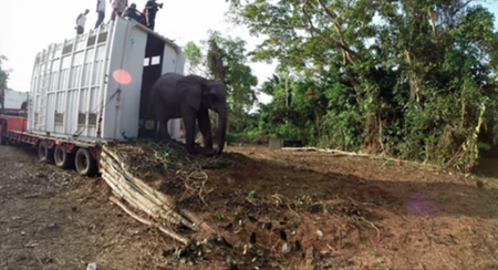 Côte d’Ivoire – Des hommes font tout leur possible pour aider les éléphants
