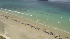 Près de 150 « dauphins pilotes » meurent sur une plage néo-zélandaise éloignée