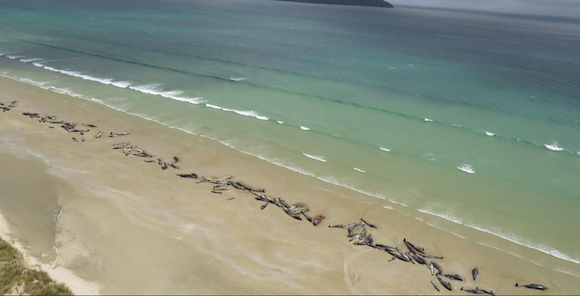 150 "dauphins pilotes" meurent sur une plage néo-zélandaise. (Capture d’écran Twitter@BeaKholin) 