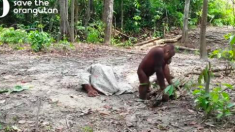 Un orang-outan hilarant fait tout pour attirer l’attention de ses amis alors qu’il découvre une façon intéressante d’utiliser un sac de joute