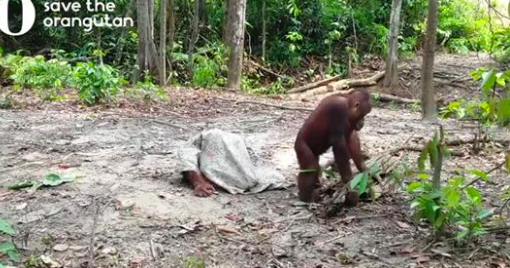 Un orang-outan hilarant fait tout pour attirer l’attention de ses amis alors qu’il découvre une façon intéressante d’utiliser un sac de joute