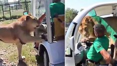 Un lion décide de faire un tour de voiturette avec des touristes au parc safari en Crimée