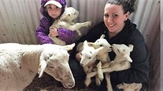 « Je suis stupéfaite » : une brebis donne naissance à 4 agneaux alors que la propriétaire pensait qu’elle était sur le point de mourir