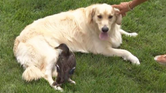 Un golden retriever joue à la « maman cane » avec ce caneton – ils nouent un lien improbable