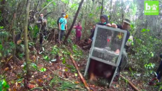 Des sauveteurs sauvent une maman orang-outan et son bébé alors que des incendies ont dévasté la forêt
