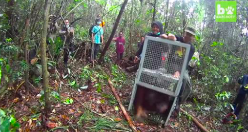 Des sauveteurs sauvent une maman orang-outan et son bébé alors que des incendies ont dévasté la forêt