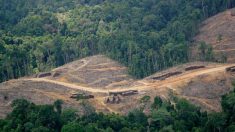 Bordeaux : une entreprise sauve 1000 m2 de forêt amazonienne pour chaque m2 qu’elle construit
