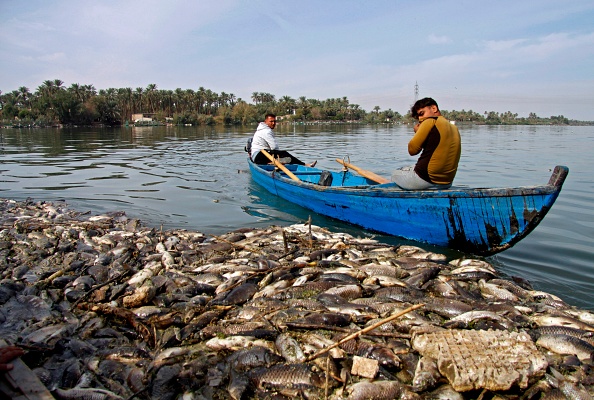 -Le 2 novembre 2018. Des pêcheurs irakiens au sud de Bagdad étaient stupéfait et en colère après avoir trouvé des milliers de carpes mortes flottant mystérieusement dans leurs fermes aquatiques ou échoués sur le lit de la rivière de l'Euphrate. Photo HAIDAR HAMDANI / AFP / Getty Images.