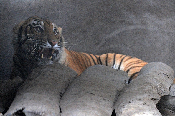 -Un tigre du Bengale royal blessé est aperçu à l'intérieur d'une enceinte aménagée par des gardes du parc à Kashara, dans le parc national de Chitwan, à environ 200 km au sud-ouest de Katmandou. Photo PRAKASH MATHEMA / AFP / Getty Images.