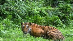 Une tigresse meurtrière abattue en Inde, après une battue d’ampleur