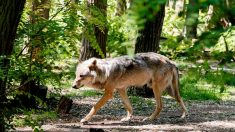 En Suède, le millionnaire qui « soi-disant » haïssait les loups