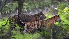 Indonésie: un tigre de Sumatra libéré du sous-sol d’un magasin