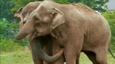 2 anciens éléphants de cirque sont réunis après 20 ans de séparation, et tout le monde est en larmes en observant la scène