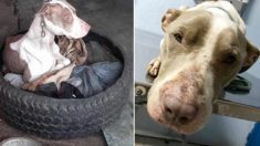 Une chienne qui a vécu enchaînée toute sa vie est sauvée et reçoit de l’amour pour la première fois