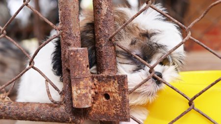 De nouvelles lois visant à mettre fin à l’élevage de chiots seront mises en place au Royaume-Uni