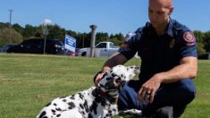 Un pompier fait ses adieux à un chien de thérapie dalmatien qui aura marqué de nombreuses vies