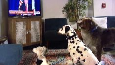 VIDÉO. Quand Donald Trump donne l’ordre de s’asseoir, les chiens devant l’écran lui obéissent