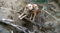 Un ancien gendarme sauve deux chiens affamés, assoiffés et attachés au bord d’une rivière