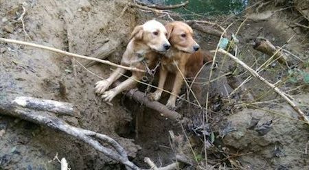 Un ancien gendarme sauve deux chiens affamés, assoiffés et attachés au bord d’une rivière
