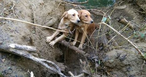 Deux chiens retrouvés, attachés au bord 'une rivière. (Capture d'écran Twitter@Sandraphalica)