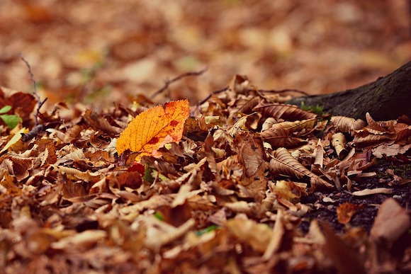 L'automne. (Photo Pixabay)