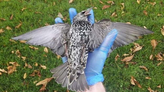 Des centaines de corps inertes d’oiseaux trouvés sans explication dans un parc à La Haye aux Pays-Bas – quelle est la cause de ce drame?
