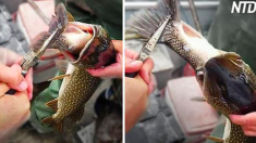 Des pêcheurs sont stupéfaits d’avoir attrapé un poisson qui a avalé un autre poisson – mais attendez de voir sa taille!