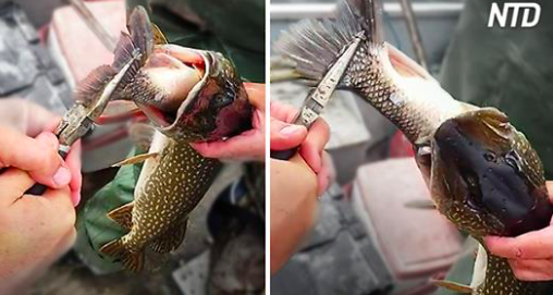 Des pêcheurs sont stupéfaits d’avoir attrapé un poisson qui a avalé un autre poisson – mais attendez de voir sa taille!