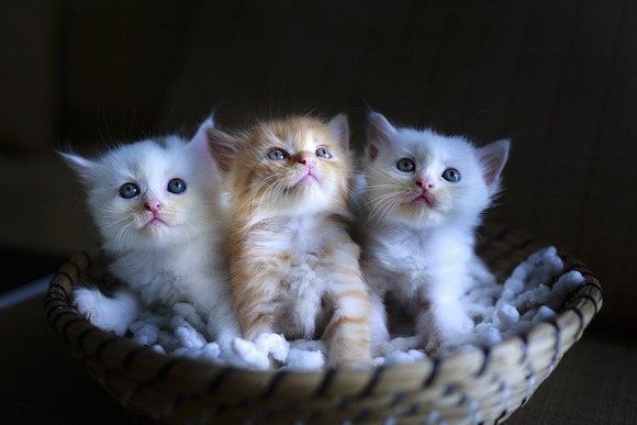 Louer des chatons ? (Photo Pixabay)
