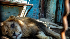 Le Safari Park Zoo ou « zoo de l’enfer » en Albanie a enfin fermé ses portes